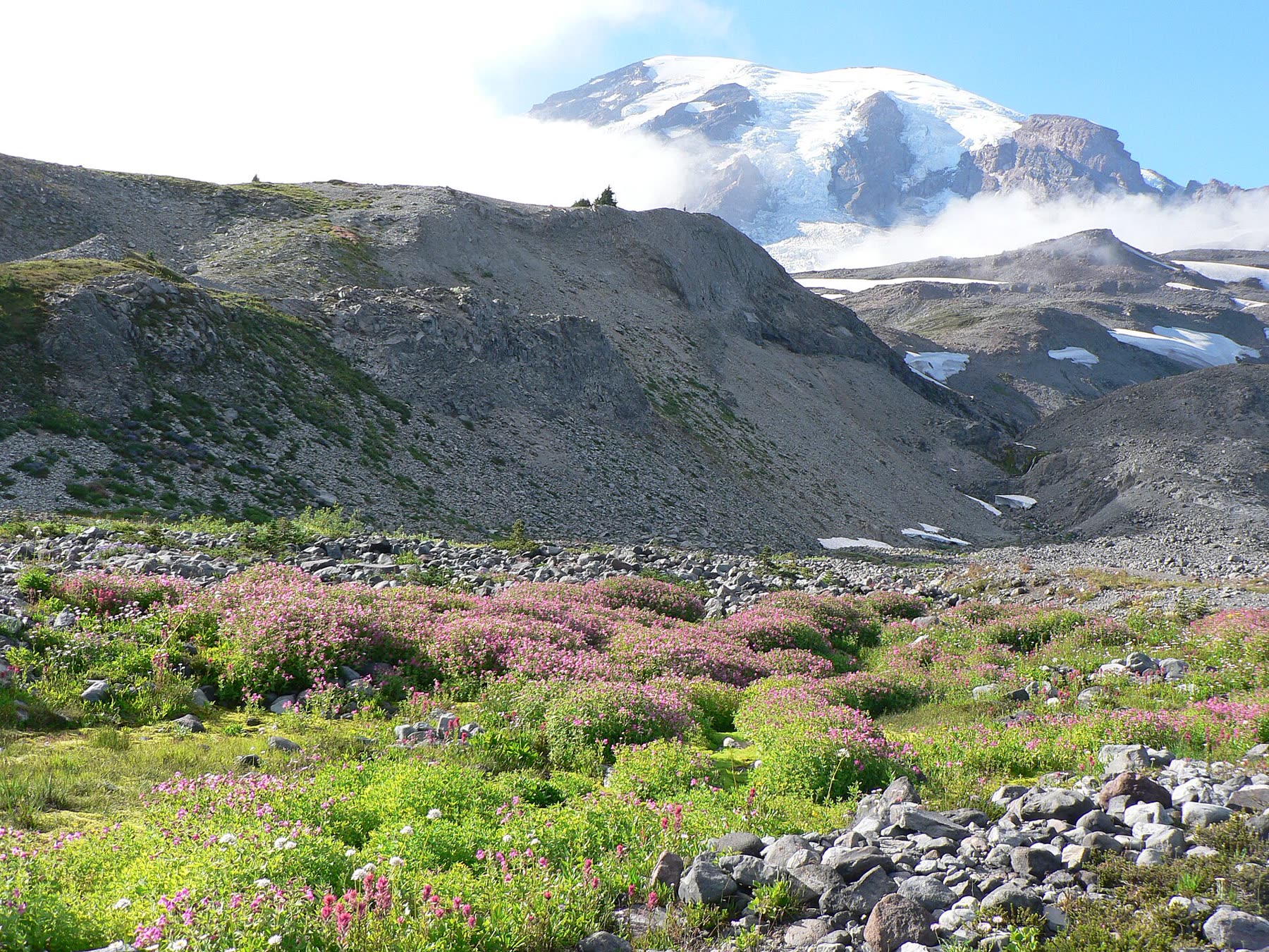 Mountain Meadow