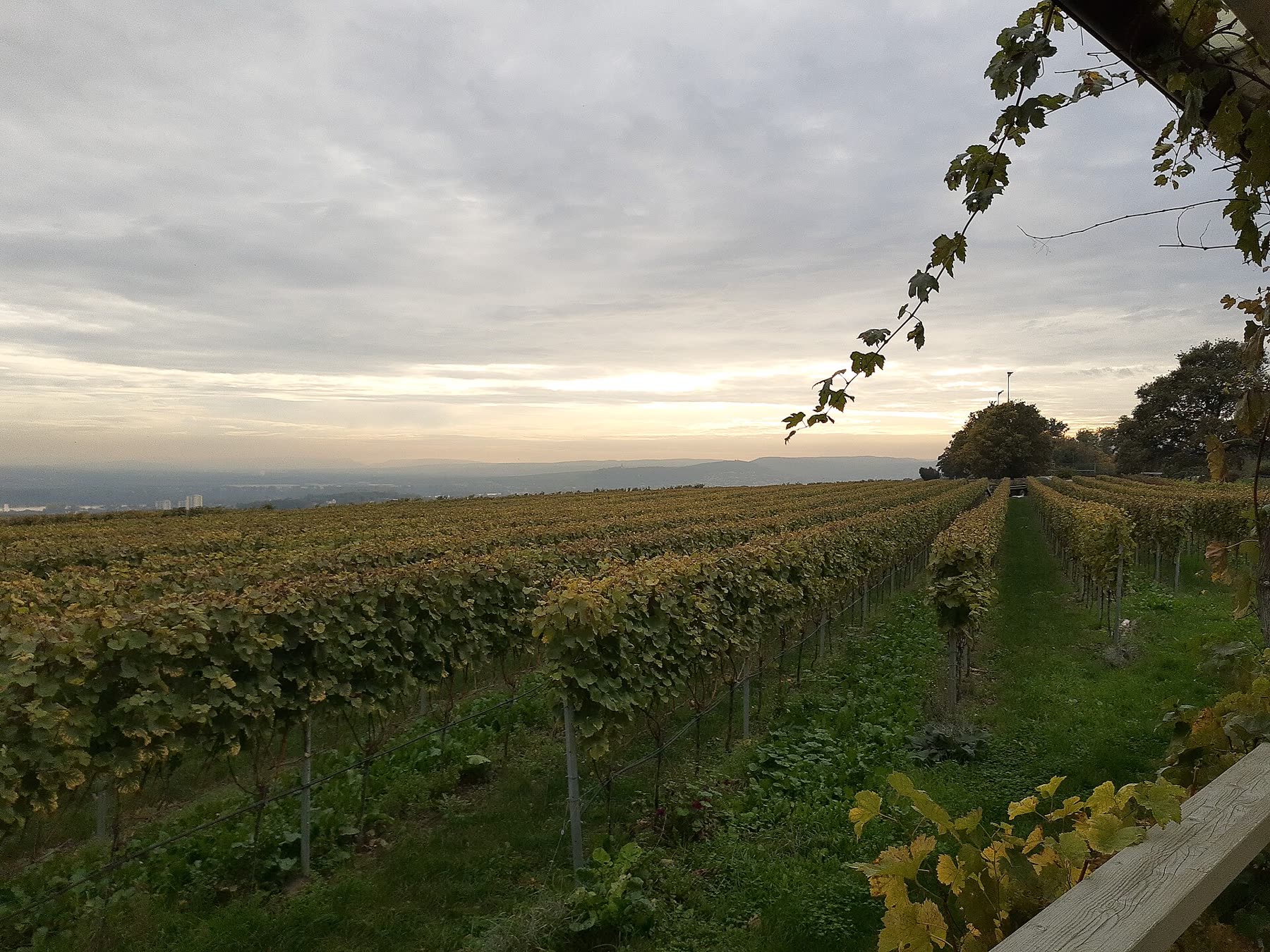 Vineyard Terrace